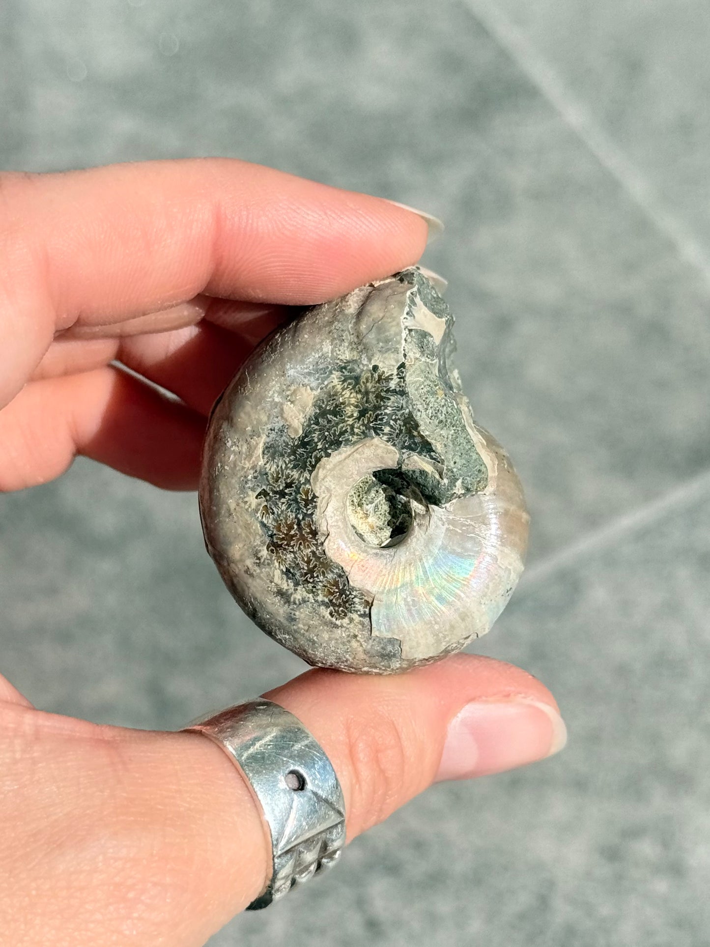 Opalized Ammonite