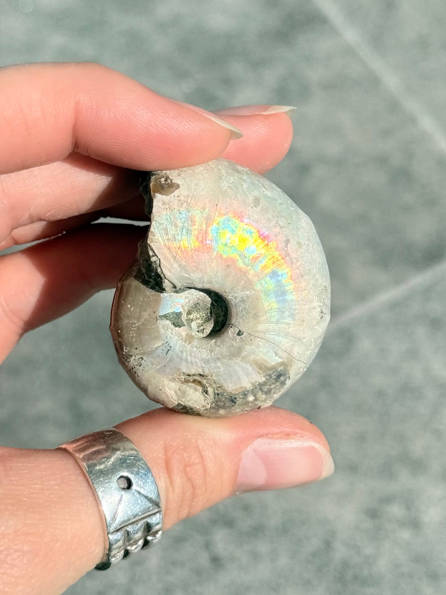Opalized Ammonite