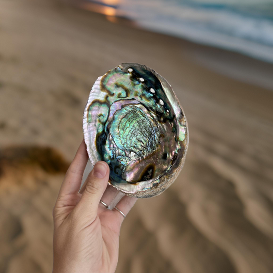 Abalone Shell