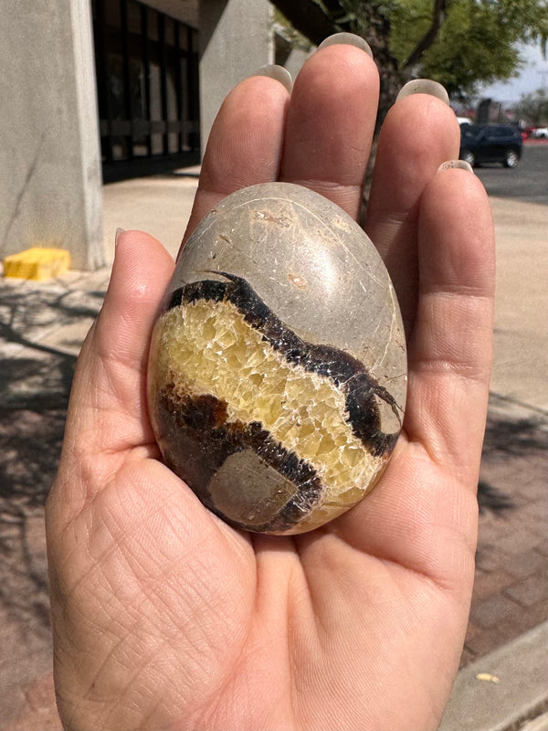 Palm Stone Septarian ( Medium )