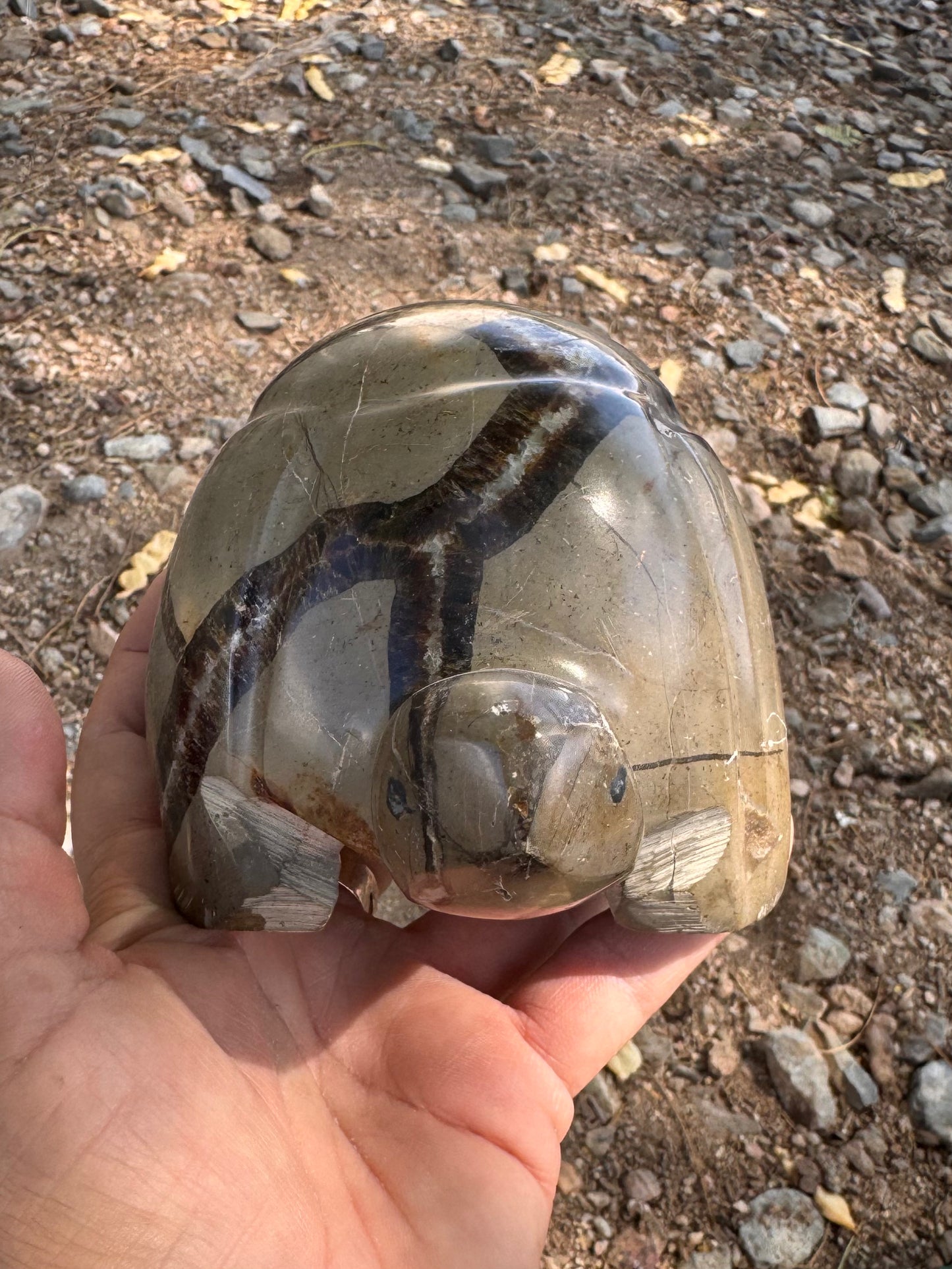 Tortuga Septarian