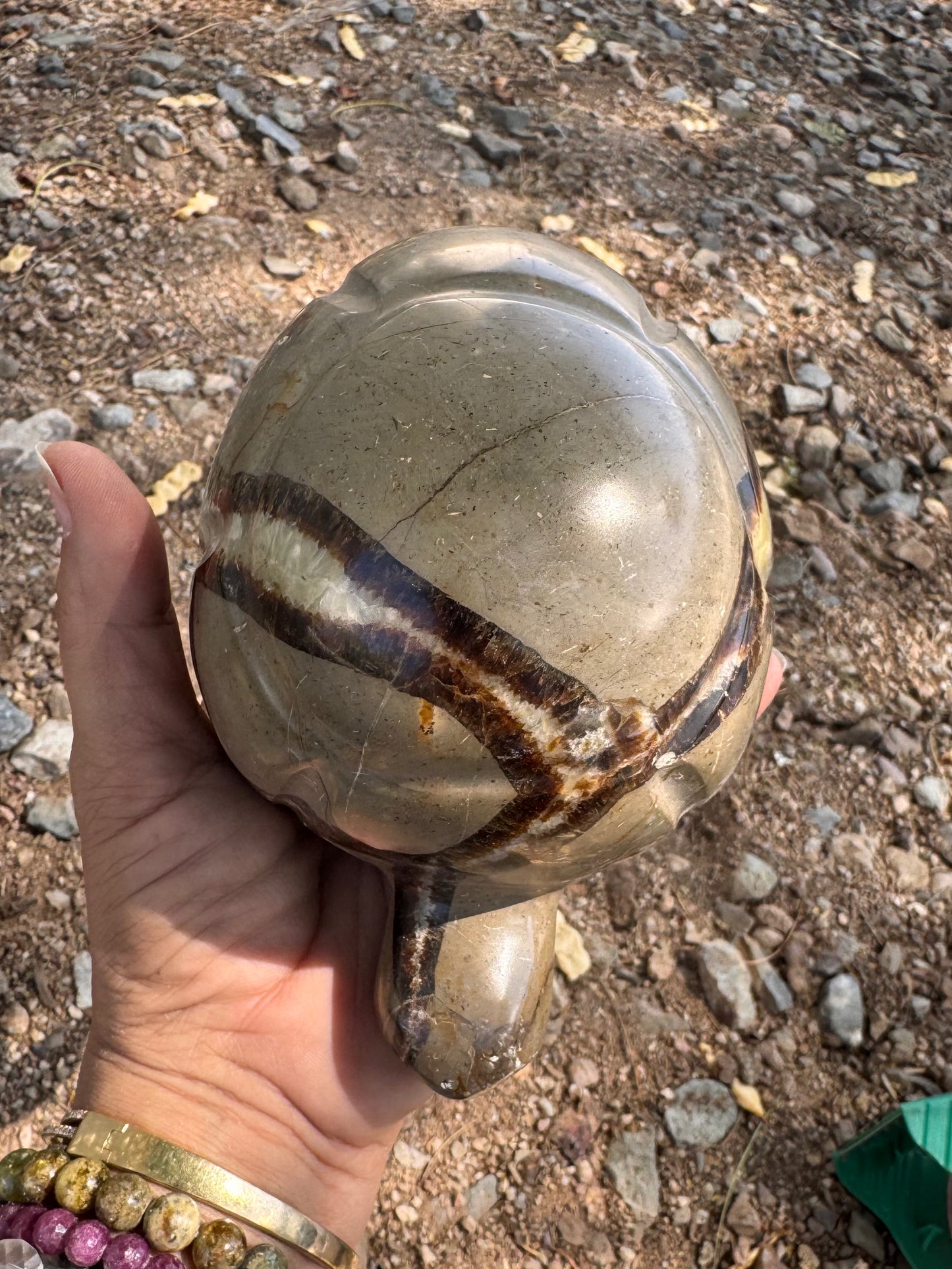 Tortuga Septarian