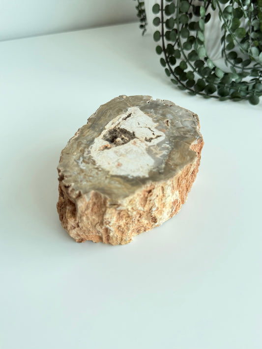 Petrified Wood - Madagascar