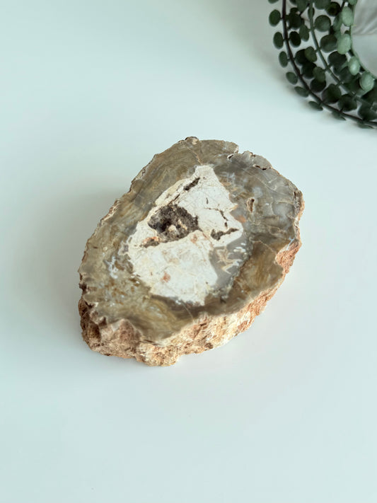 Petrified Wood - Madagascar