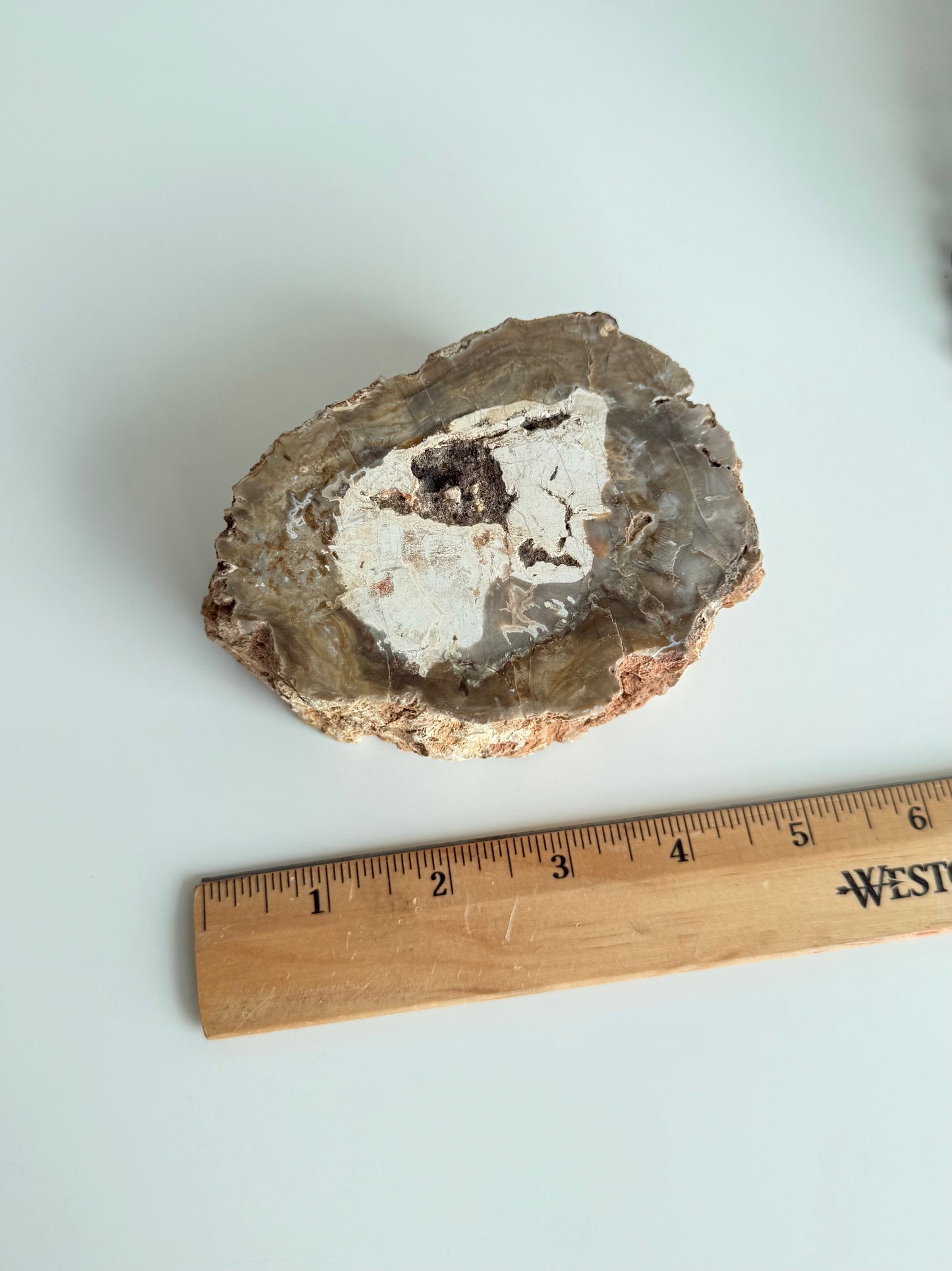 Petrified Wood - Madagascar