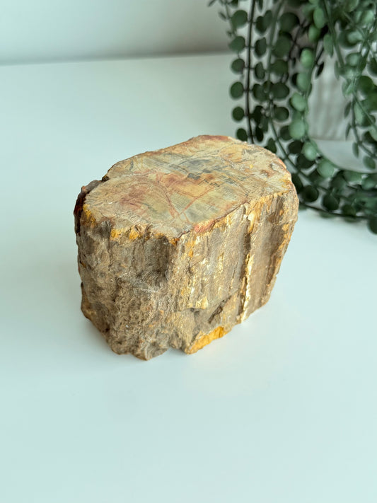 Petrified Wood - Madagascar