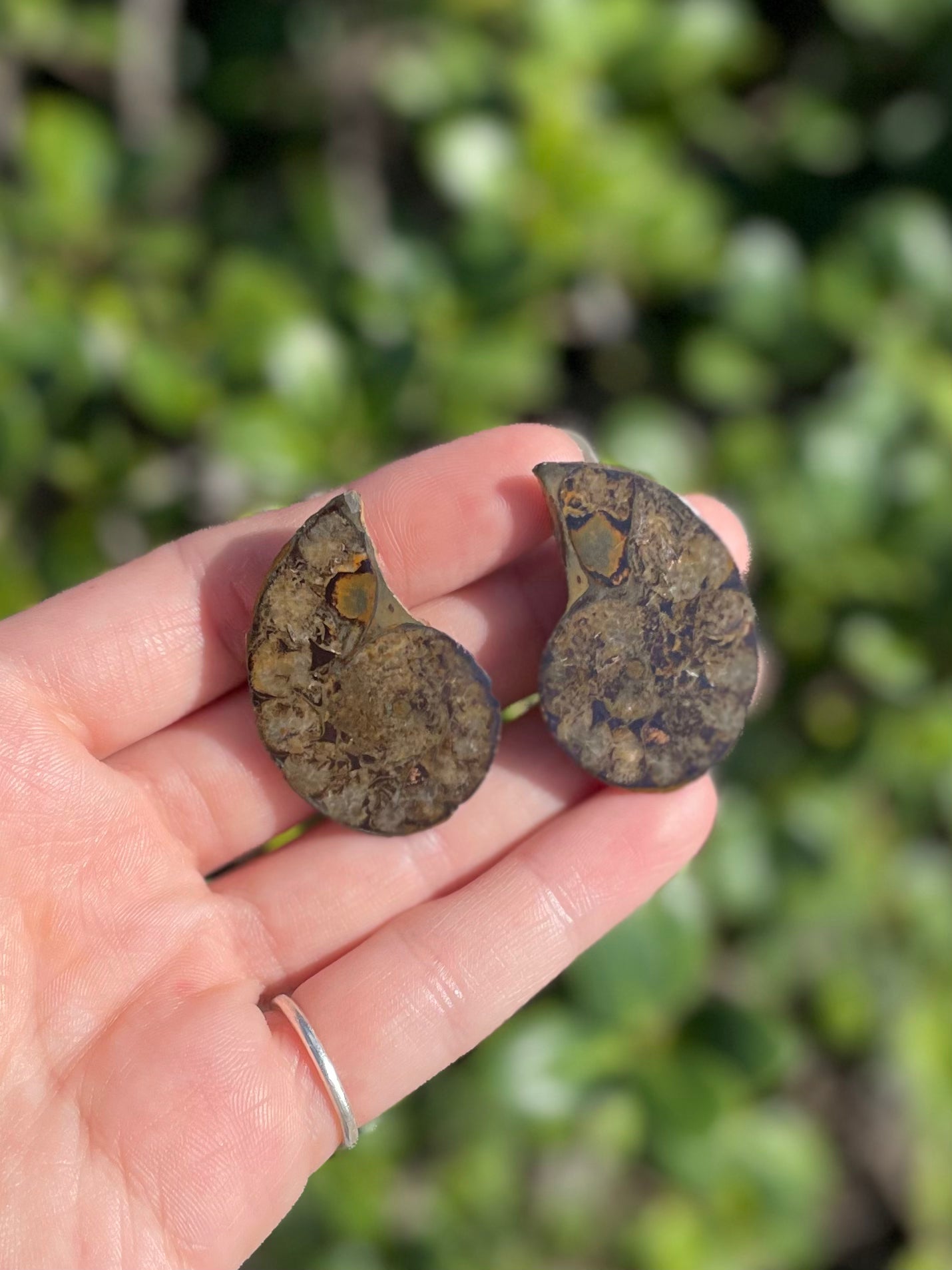 Twin Ammonite