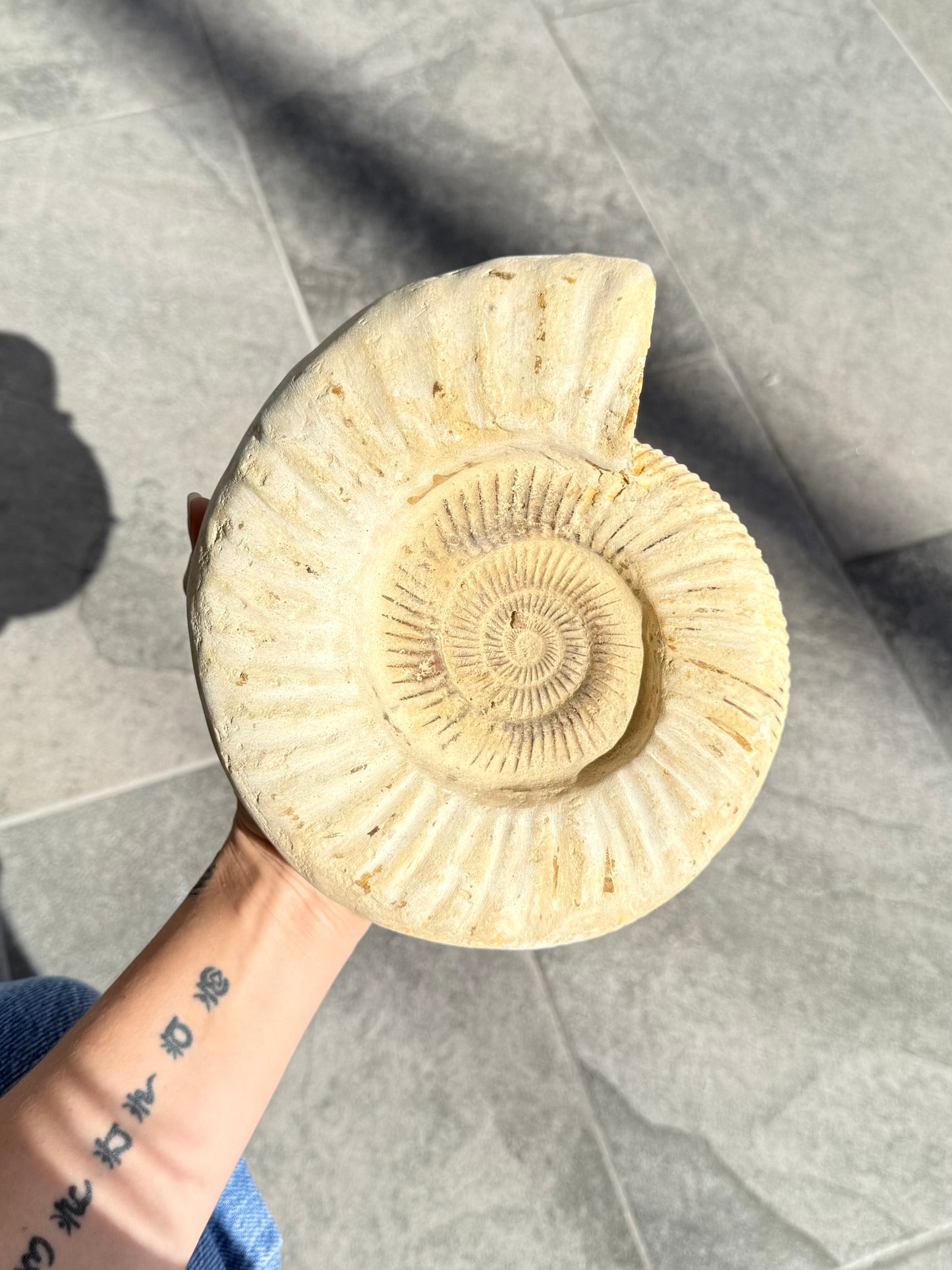 Ammonite