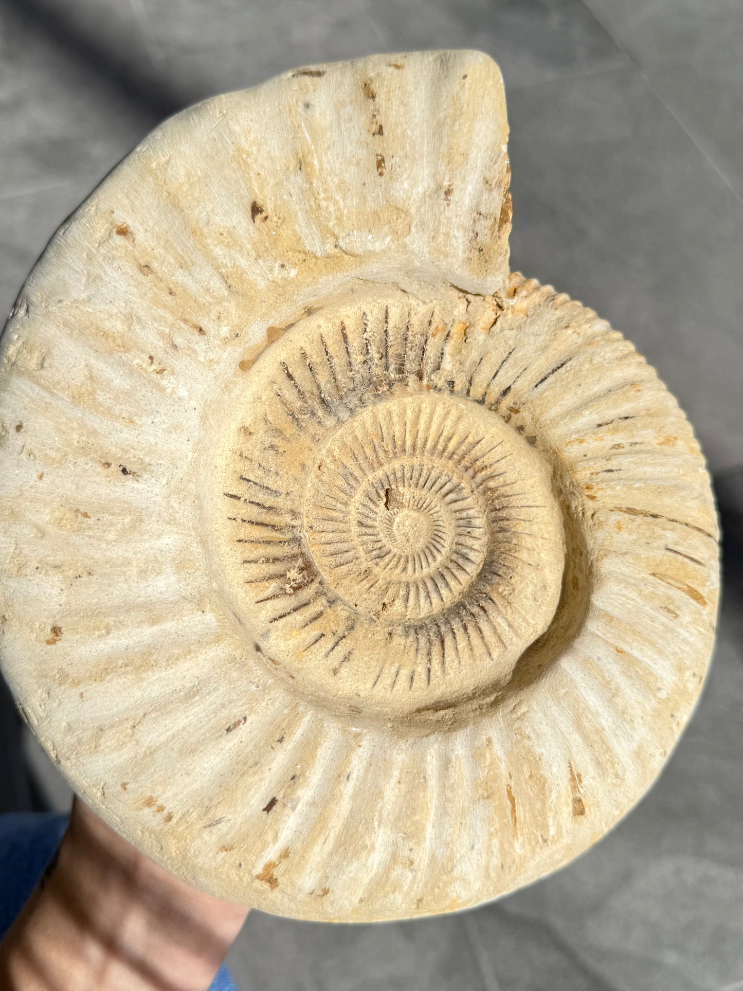 Ammonite