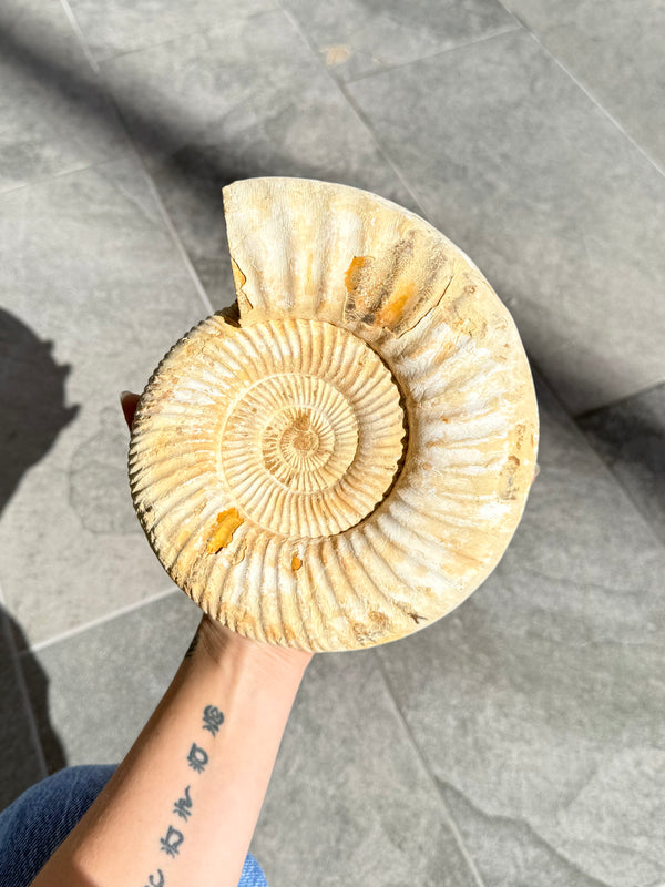 Ammonite