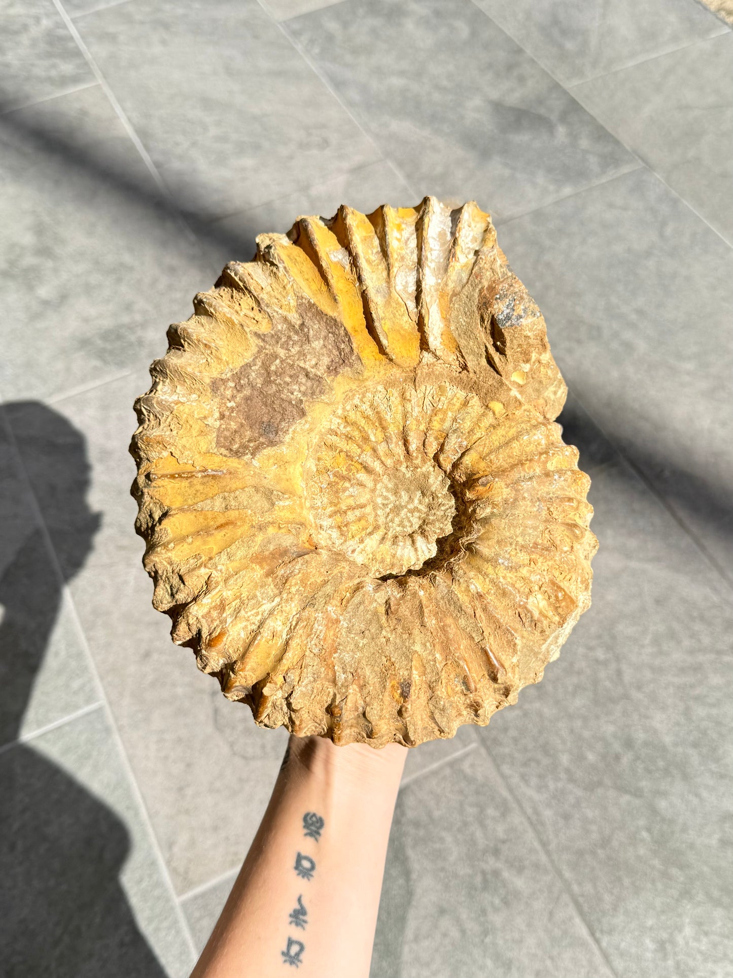 Ammonite