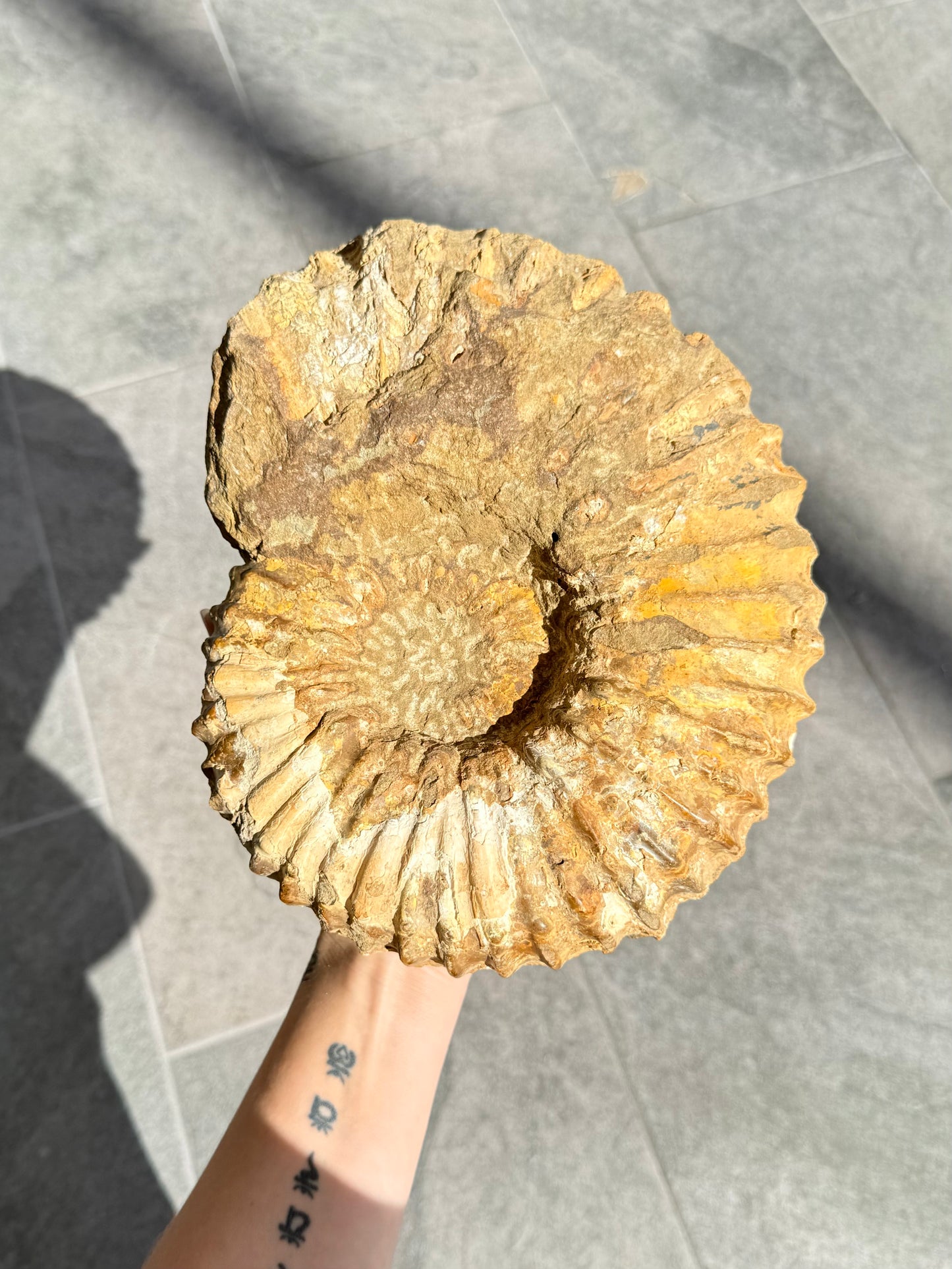 Ammonite