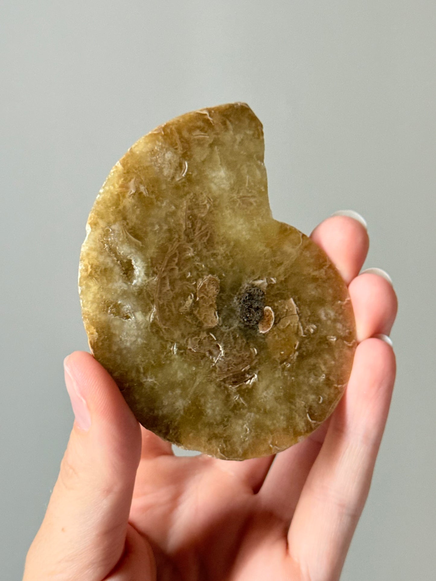 Ammonite Fossil Half / Mitad de Fósil de Amonita