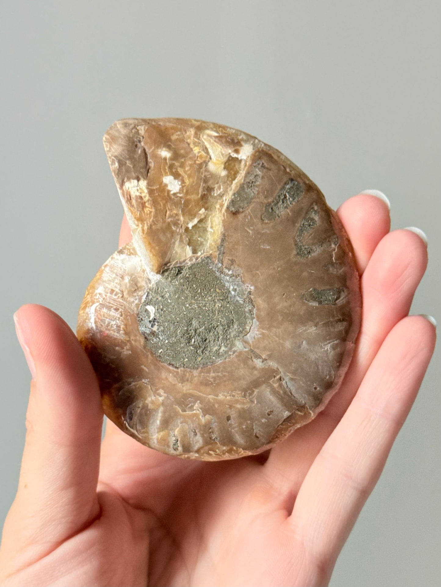 Ammonite Fossil Half / Mitad de Fósil de Amonita