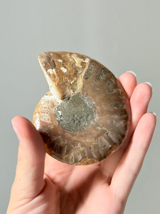 Ammonite Fossil Half / Mitad de Fósil de Amonita