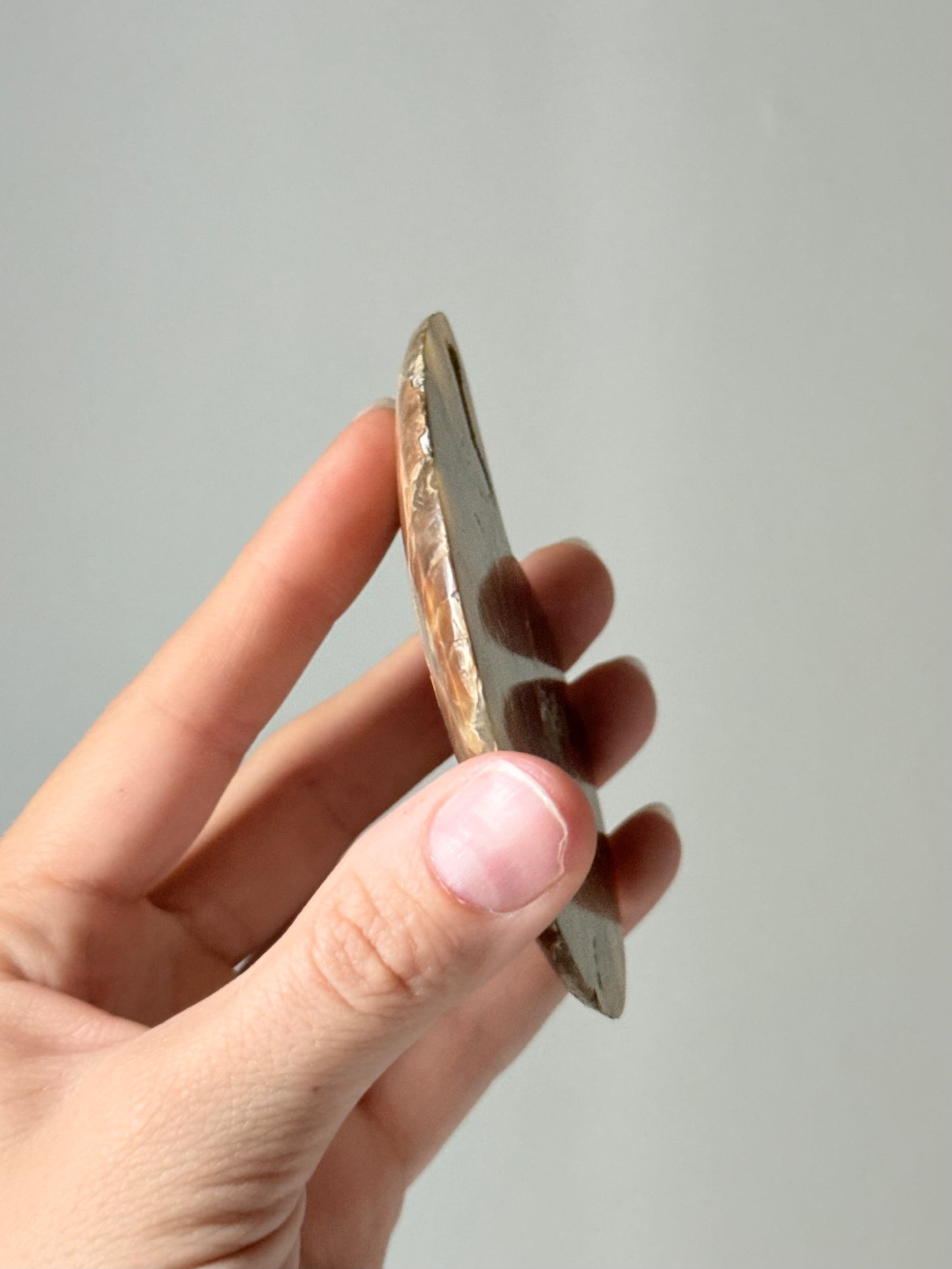 Ammonite Fossil Half / Mitad de Fósil de Amonita