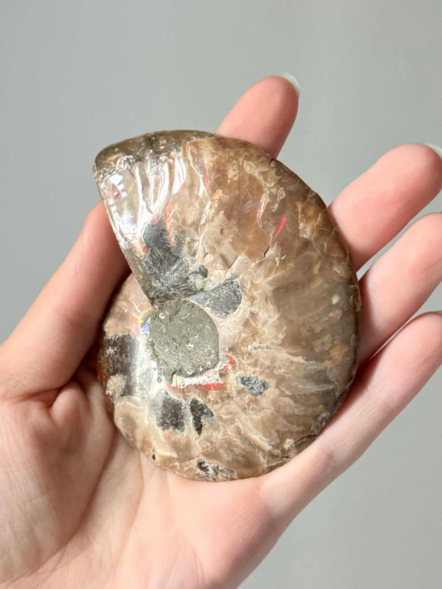 Ammonite Fossil Half / Mitad de Fósil de Amonita