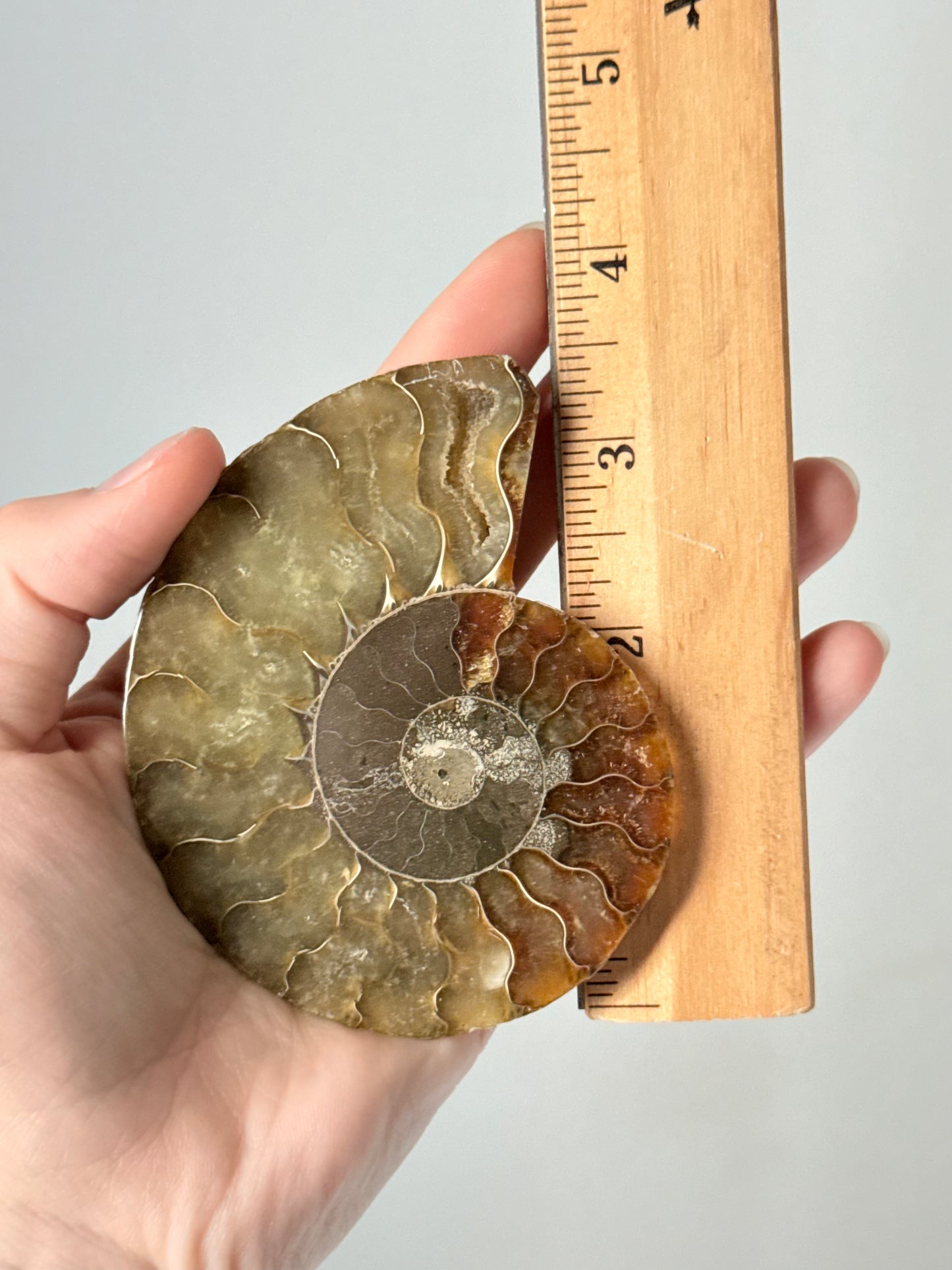 Ammonite Fossil Half / Mitad de Fósil de Amonita