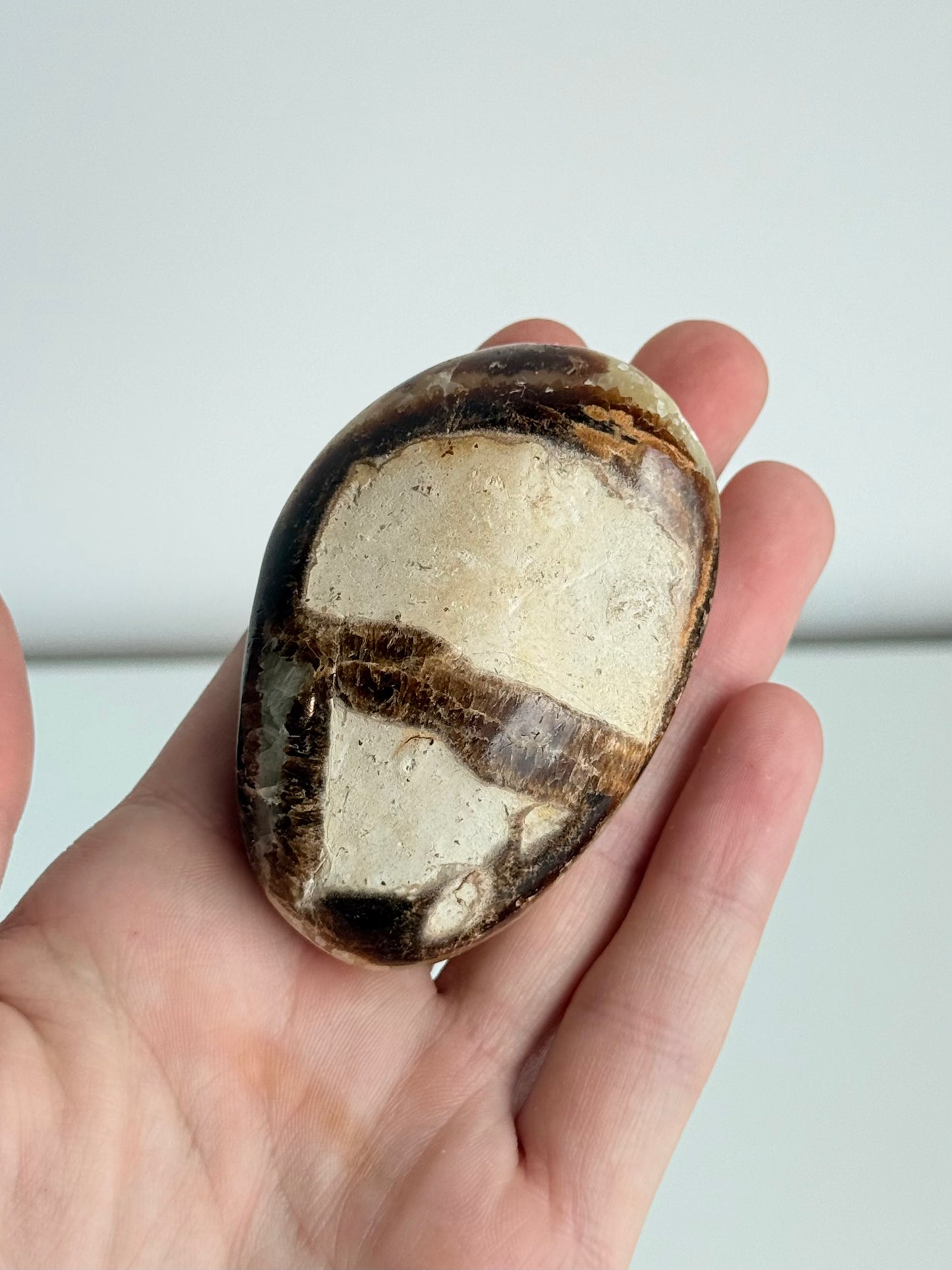Septarian Palm Stone