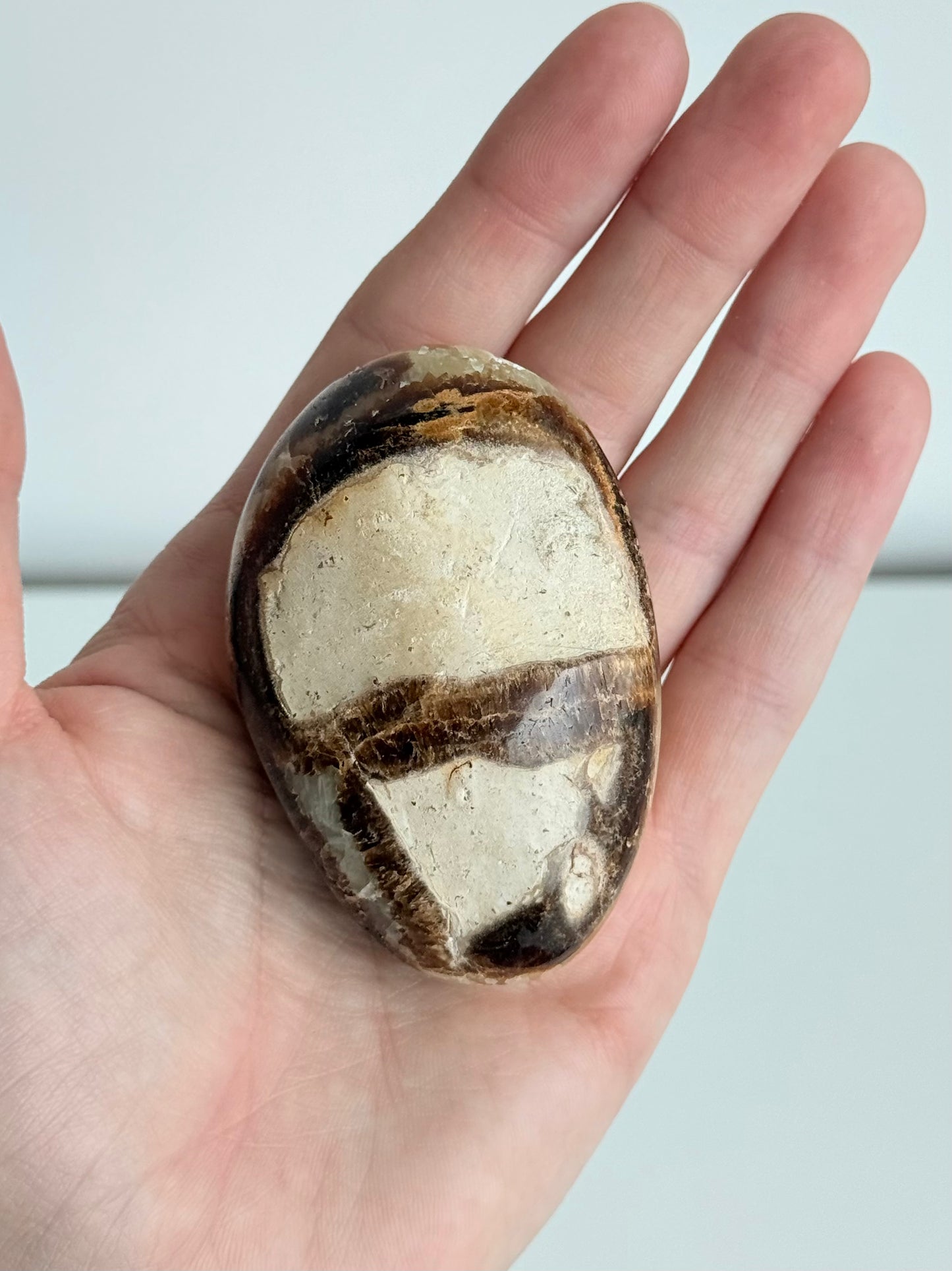 Septarian Palm Stone