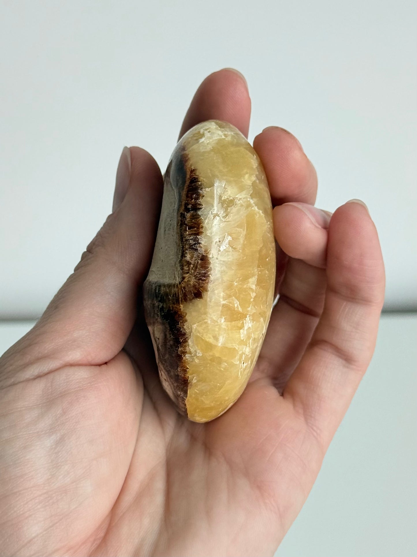 Septarian Palm Stone