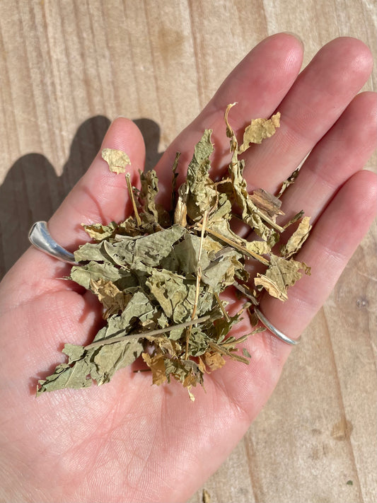 Dried Anamu