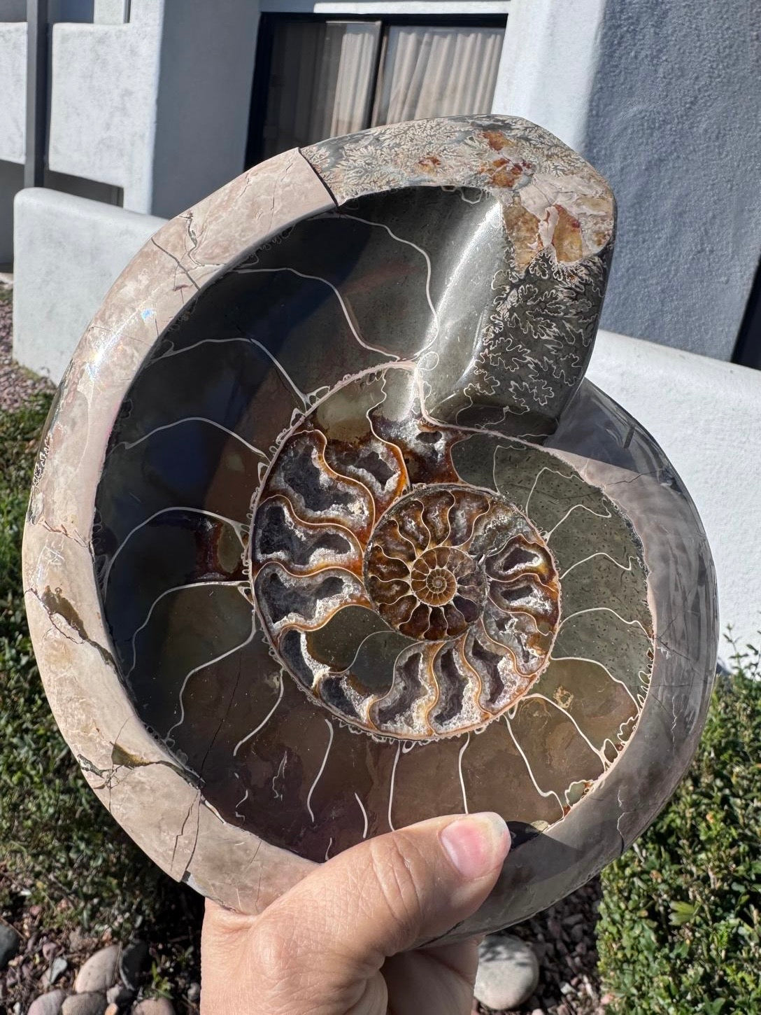 Ammonite